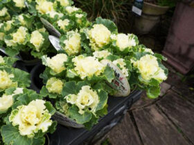 １１月入荷中の花苗の紹介