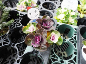 １１月入荷中の花苗の紹介