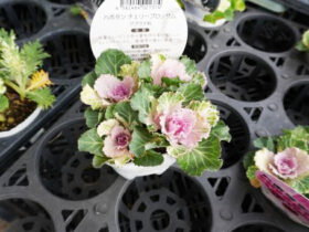 １１月入荷中の花苗の紹介