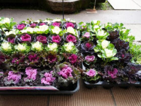 １１月入荷中の花苗の紹介