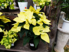 １１月入荷中の花苗の紹介