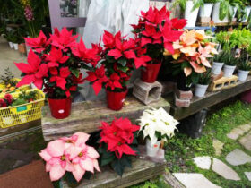 １１月入荷中の花苗の紹介