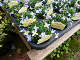 １１月入荷中の花苗の紹介