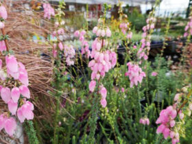 １１月入荷中の花苗の紹介