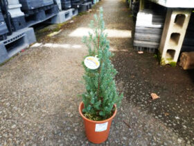 １１月入荷中の花苗の紹介