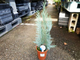 １１月入荷中の花苗の紹介