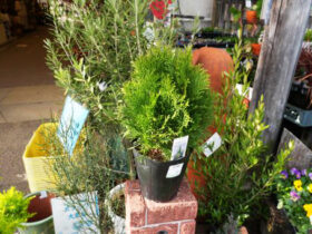 １１月入荷中の花苗の紹介