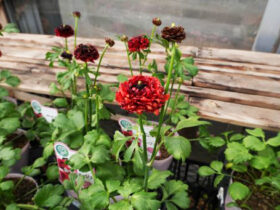 １１月入荷中の花苗の紹介