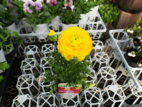 １１月入荷中の花苗の紹介