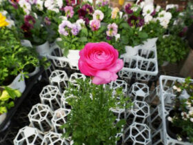 １１月入荷中の花苗の紹介