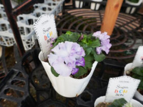 １１月入荷中の花苗の紹介