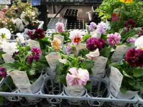 １１月入荷中の花苗の紹介