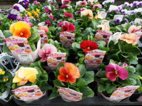 １１月入荷中の花苗の紹介