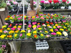 １１月入荷中の花苗の紹介