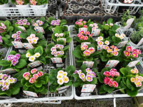 １１月入荷中の花苗の紹介