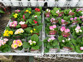 １１月入荷中の花苗の紹介