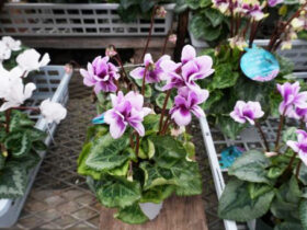 １１月入荷中の花苗の紹介