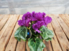 １１月入荷中の花苗の紹介