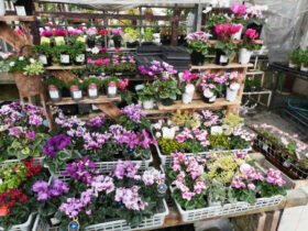 １１月入荷中の花苗の紹介