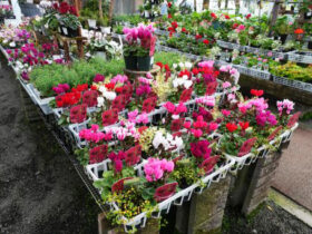 １１月入荷中の花苗の紹介