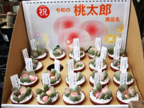 多肉植物・サボテンの紹介