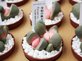 多肉植物・サボテンの紹介