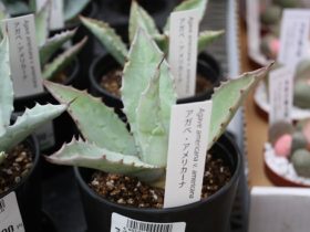 多肉植物・サボテンの紹介