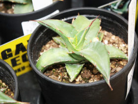 多肉植物・サボテンの紹介