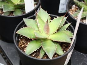 多肉植物・サボテンの紹介