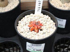 多肉植物・サボテンの紹介