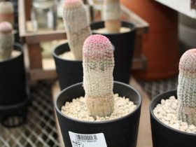 多肉植物・サボテンの紹介
