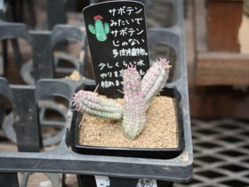 多肉植物・サボテンの紹介