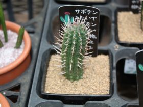 多肉植物・サボテンの紹介
