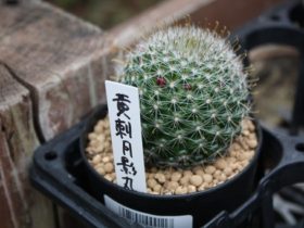 多肉植物・サボテンの紹介