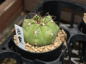 多肉植物・サボテンの紹介