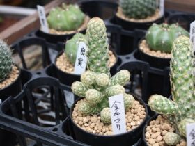 多肉植物・サボテンの紹介