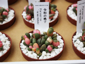 多肉植物・サボテンの紹介