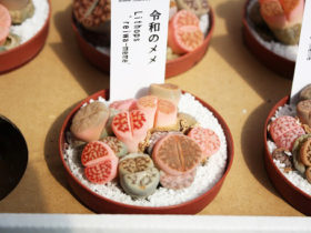 多肉植物・サボテンの紹介