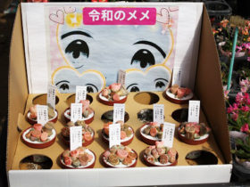 多肉植物・サボテンの紹介