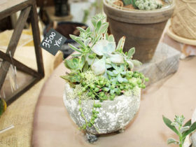多肉植物・サボテンの紹介