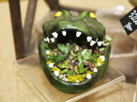 多肉植物・サボテンの紹介