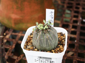 多肉植物・サボテンの紹介