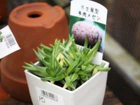 多肉植物・サボテンの紹介