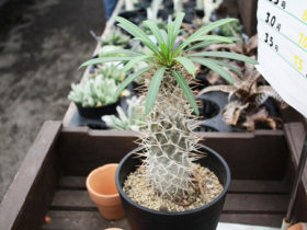 多肉植物・サボテンの紹介