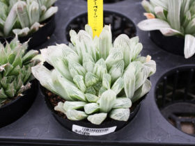 多肉植物・サボテンの紹介