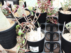 多肉植物・サボテンの紹介