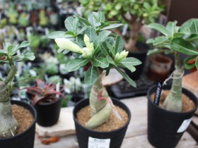 多肉植物・サボテンの紹介