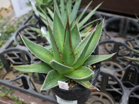 多肉植物・サボテンの紹介