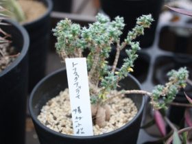 多肉植物・サボテンの紹介