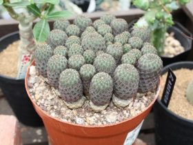 多肉植物・サボテンの紹介
